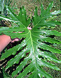 Thaumatophyllum selloum - Thaumatophyllum bipinnatifidum .