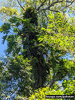 Thaumatophyllum selloum - Thaumatophyllum bipinnatifidum .