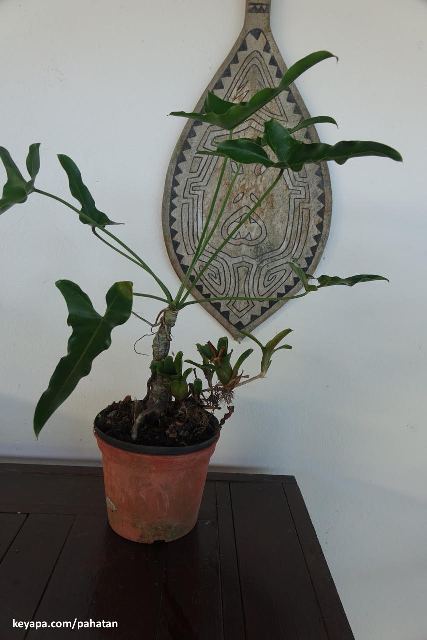 Thaumatophyllum Marijke.