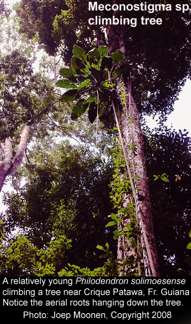 Philodendron solimoesense climbing tree, Photo Copyright 2008, Joep Moonen