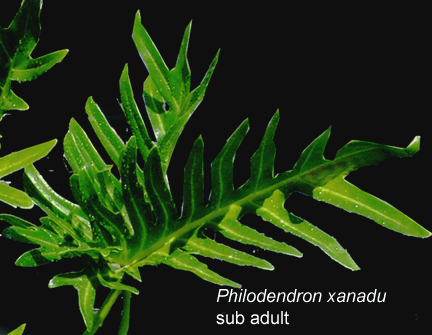 Philodendron xanadu, sub adult, Photo Copyright 2007, Steve Lucas, www.ExoticRainforest.com